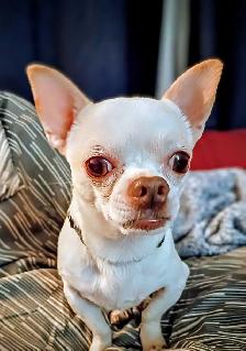 chihuahua for adoption - Photo 3