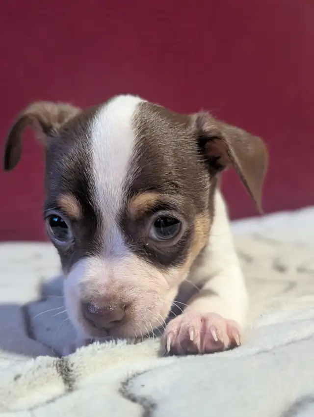 chihuahua - Photo 6