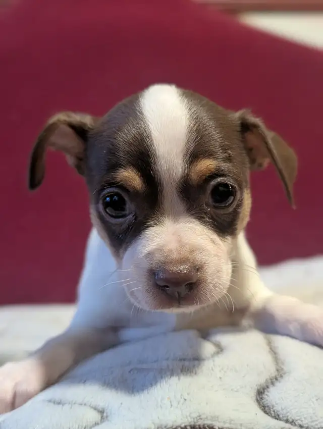 chihuahua - Photo 8