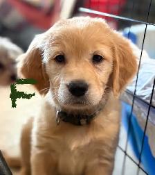 GOLDEN RETRIEVER PUREBRED READY TO GO