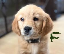 GOLDEN RETRIEVER PUREBRED READY TO GO - Photo 3