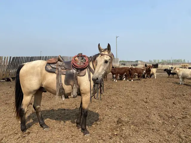 Mack - the perfect family horse