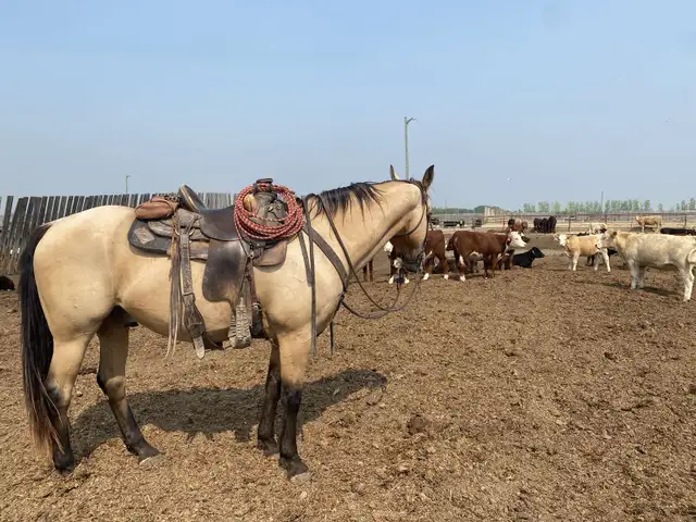 Mack - the perfect family horse - Photo 2