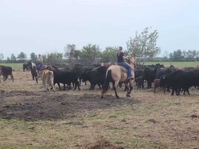 Mack - the perfect family horse - Photo 3