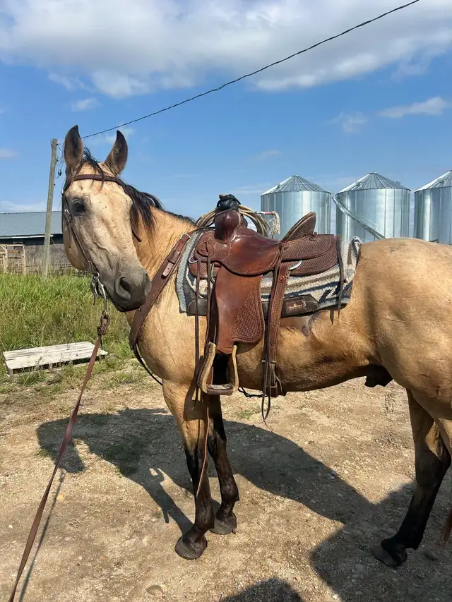 Mack - the perfect family horse - Photo 4