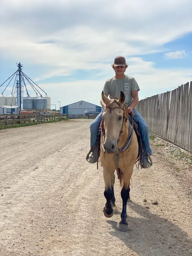 Mack - the perfect family horse - Photo 5