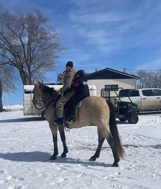 Mack - the perfect family horse - Photo 7