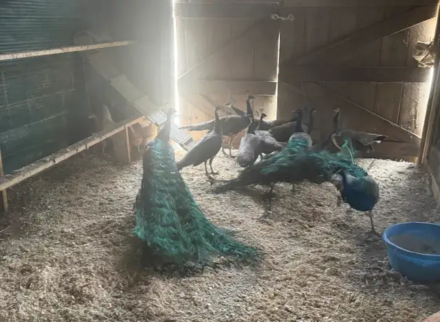 Males and Female Peacocks