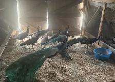 Males and Female Peacocks - Photo 2