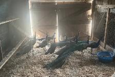 Males and Female Peacocks - Photo 3