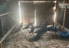 Males and Female Peacocks - Photo 4