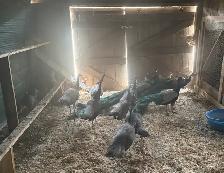 Males and Female Peacocks - Photo 5