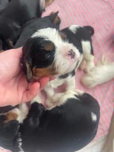 chiots cavalier King Charles