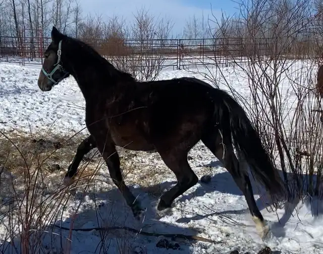 Warmblood x TB filly