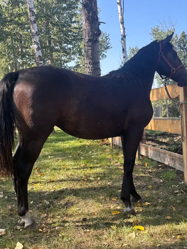 Warmblood x TB filly - Photo 2