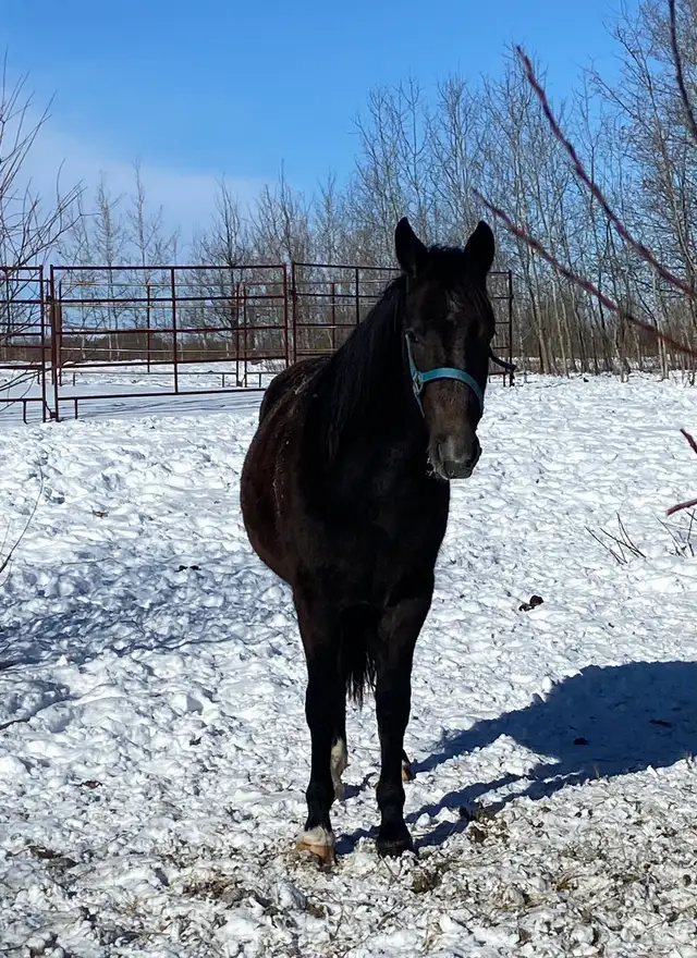 Warmblood x TB filly - Photo 3