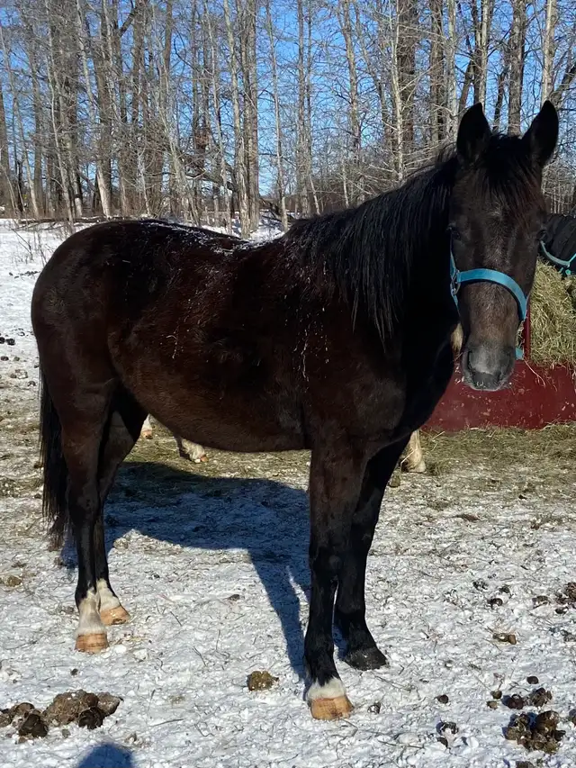 Warmblood x TB filly - Photo 4