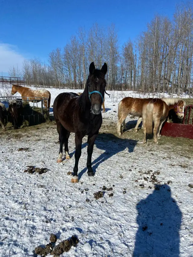 Warmblood x TB filly - Photo 5