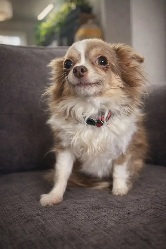 3 year old long haired Chihuahua needs a loving home !