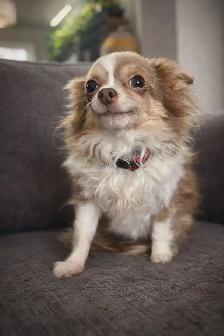 3 year old long haired Chihuahua needs a loving home !