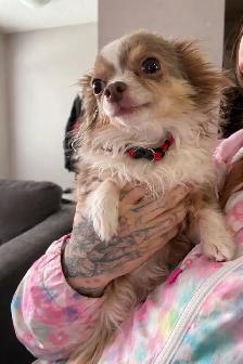 3 year old long haired Chihuahua needs a loving home ! - Photo 2