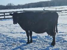 Milk/ nurse cow - Photo 2