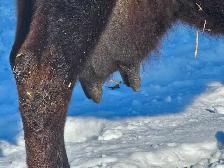 Milk/ nurse cow - Photo 3