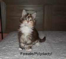 Beautiful purebred Maine Coon kittens - Photo 3
