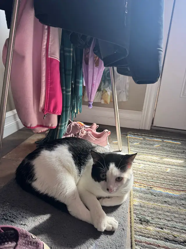 Beautiful "Tuxedo" cat for rehoming! - Photo 2