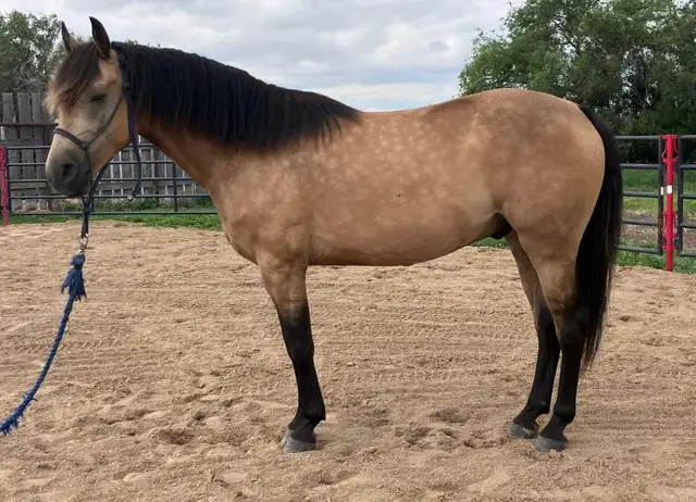 4 year old gelding