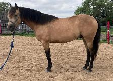 4 year old gelding
