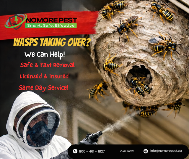 Bed Bugs, Wasps & Rodents? Fast Professional Removal