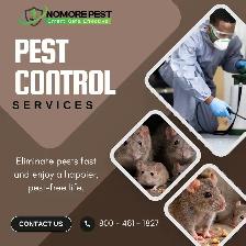 Bed Bugs, Wasps & Rodents? Fast Professional Removal - Photo 3