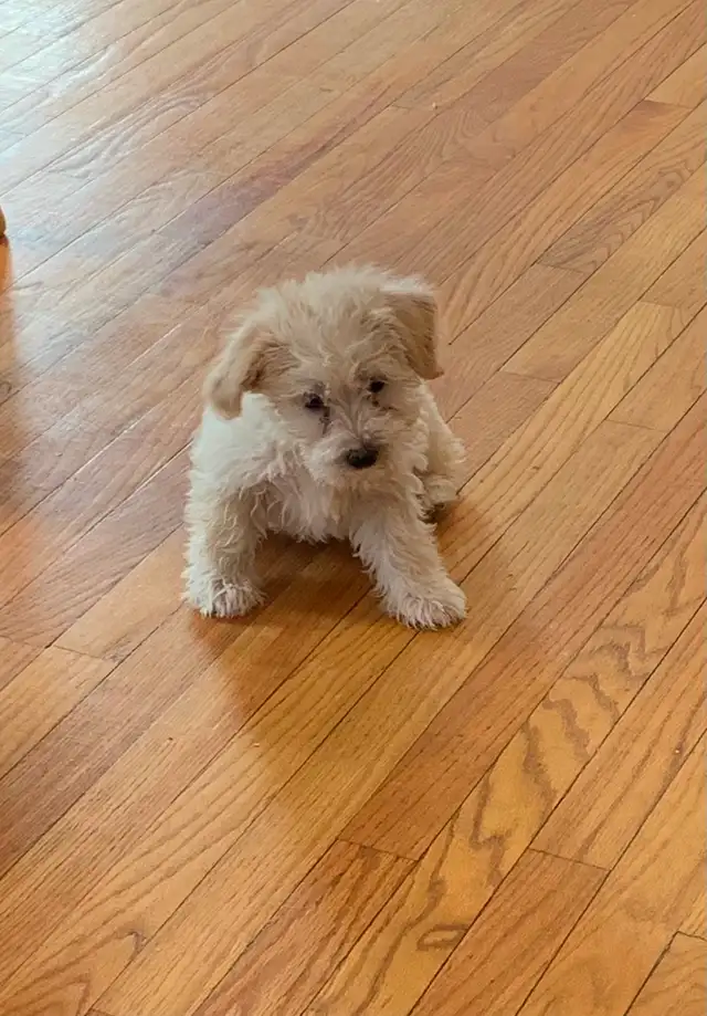 Schnauzer x Cotton De Tulear