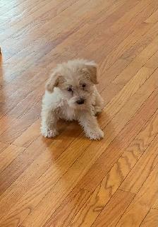 Schnauzer x Cotton De Tulear