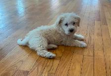 Schnauzer x Cotton De Tulear - Photo 2