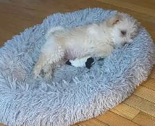 Schnauzer x Cotton De Tulear - Photo 3