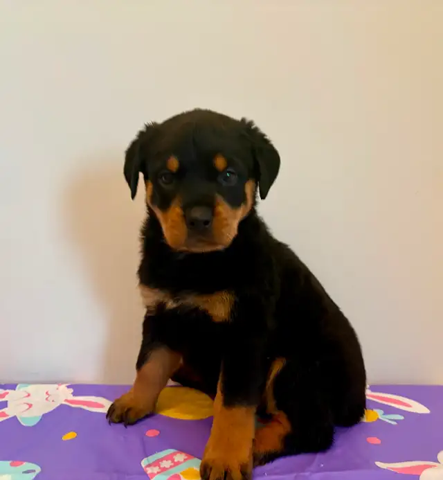 Top Quality Rottweiler Puppies