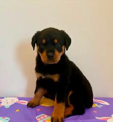 Top Quality Rottweiler Puppies