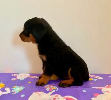 Top Quality Rottweiler Puppies - Photo 2