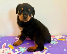 Top Quality Rottweiler Puppies - Photo 3
