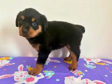 Top Quality Rottweiler Puppies - Photo 4