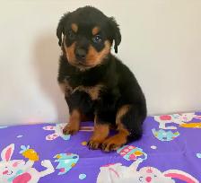 Top Quality Rottweiler Puppies - Photo 5