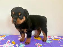 Top Quality Rottweiler Puppies - Photo 6