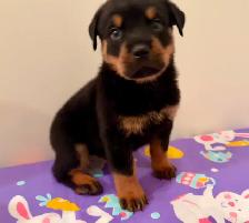 Top Quality Rottweiler Puppies - Photo 7