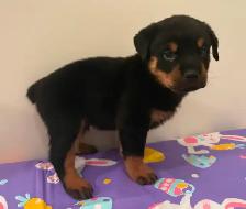 Top Quality Rottweiler Puppies - Photo 8