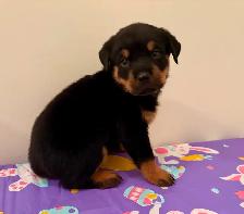 Top Quality Rottweiler Puppies - Photo 9