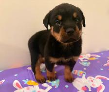 Top Quality Rottweiler Puppies - Photo 10