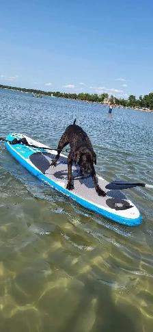 PROFESSIONAL  PRIVATE DOG TRAINING/BOARD & TRAIN - Photo 3