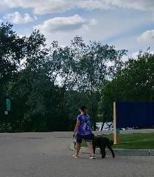 PROFESSIONAL  PRIVATE DOG TRAINING/BOARD & TRAIN - Photo 5